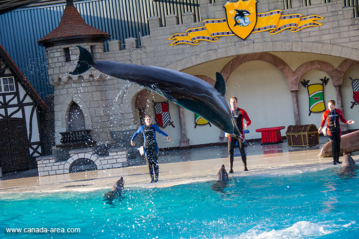 Дельфины в парке Marineland