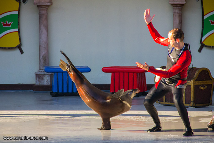 Морской котик в Marineland