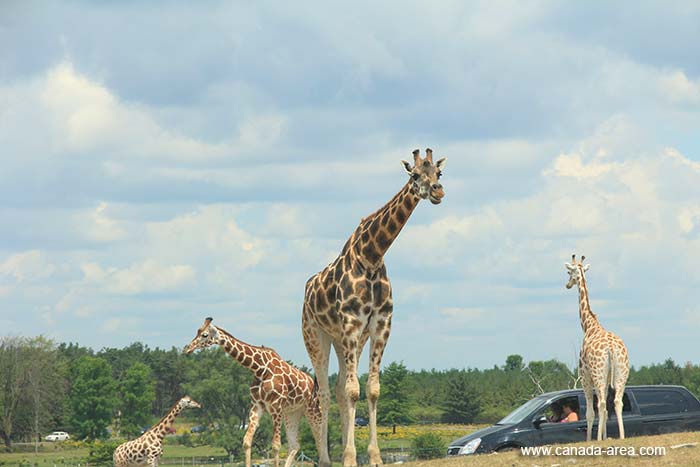 Жираф в Africa Lion Safari