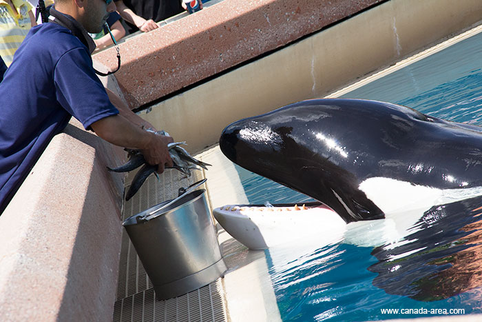 Кормление касатки в Marineland