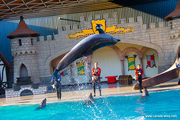 Дельфины в парке Marineland